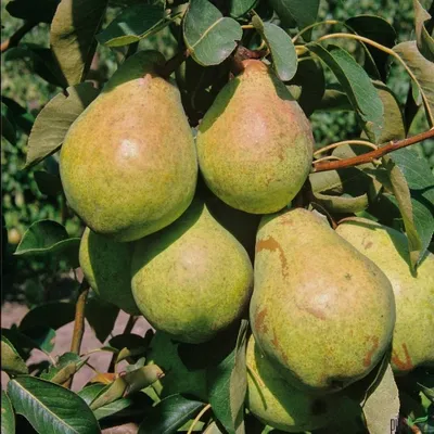 Produktbild von Terrassenobst Birne Kleinobst Balkon Terrasse Birnenbaum Obstbaum viele Sorten, Terrassenobst:Birne Williams Christ