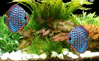 Produktbild von Aquarienpflanzen Bis 720L - Set "Diskus - Lotus" - 28°C