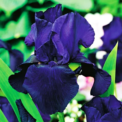 Produktbild von Iris Rhizom Blüten Iris Germanica Deutsche Schwertlilie Dudky Challenger 1 St.