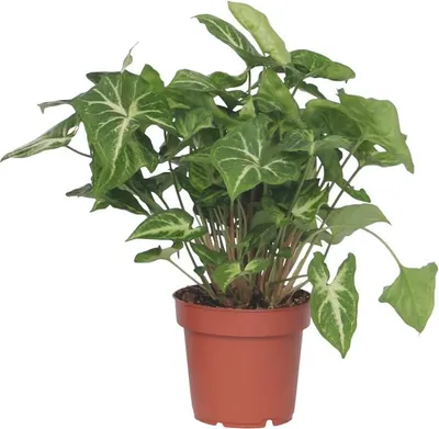 Produktbild von Purpurtute - Syngonium podophyllum 'Pixie' - Höhe 25-40cm - Pot 12cm