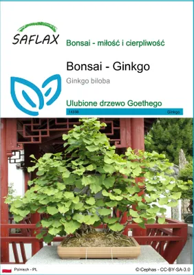 Zdjęcie produktu dla SAFLAX - Bonsai - Ginkgo - 4 Nasiona - Ginkgo biloba