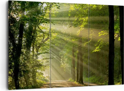 Produktbild von Bild auf Leinwand - Leinwandbild - Wald Baum Natur - 165x110cm - Wand Bild - Wanddeko - Wandbilder - Leinwanddruck - Bilder - Kunstdruck - Wanddekoration - Leinwand bilder - Wandkunst - CE165x110-3661