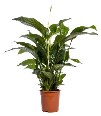 Produktbild von Spathiphyllum Bellini - 90-100cm - Ø24cm - Zimmerpflanze - Blühende Zimmerpflanze