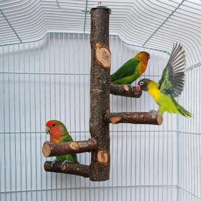 Imagen del producto de Soporte para pájaros hecho de madera natural, percha para loros, para 3-4 aves, ideal para jaulas