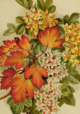 Produktbild von Karte ST492 B6 + Umschlag „Herbstblätter“ – Skona Ting