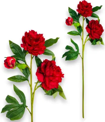 Produktbild von Gummizweig - Rote Pfingstrose 80 cm