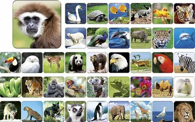 Obrázek produktu pro ADAMIGO ZOO Pexeso Adamigo 07264