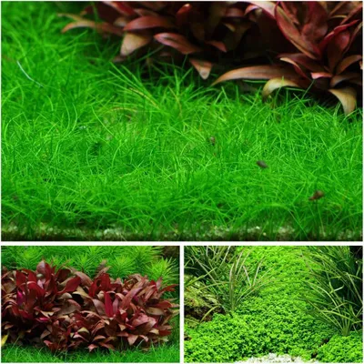Produktbild von Vordergrund Set mit 3 Tropica in Vitro Pflanzen Aquariumpflanzenset Nr.48