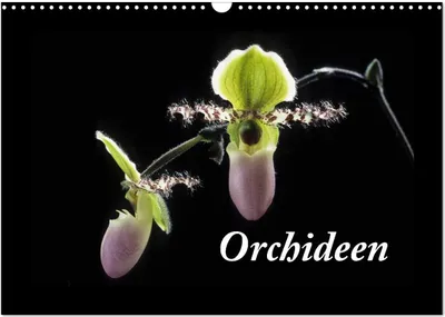 Produktbild von Orchideen 2025 (Wandkalender 2025 DIN A3 quer), CALVENDO Monatskalender
