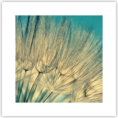 Produktbild von Poster - Poster ohne Rahmen - Löwenzahn Makro Löwenzahn - 30x30 cm - Wand Bild - Wanddeko - Wandbilder - Kunstposter - Wandposter - Bilder - Kunstdruck - Wanddekoration - Wandbild - P2XAC30x30-4846