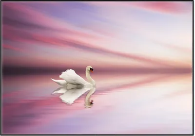 Produktbild von Wallario Wandbild Weißer Schwan im rosafarbenen See, Größe: 70,30 x 100,30 cm, Poster mit schwarzem Aluminiumrahmen