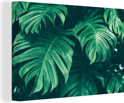 Produktbild von OneMillionCanvasses® - Leinwandbilder - 140x90 cm, Monstera - Blätter - Pflanzen - Dschungel - Natur, Wandbilder Kunstdruck Wanddekoration - Foto auf Leinwand - Gemälde auf