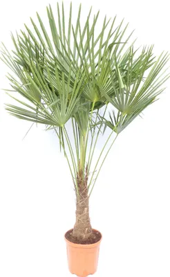 Produktbild von XXL Palme winterhart 140 - 160 cm Trachycarpus fortunei, Hanfpalme,