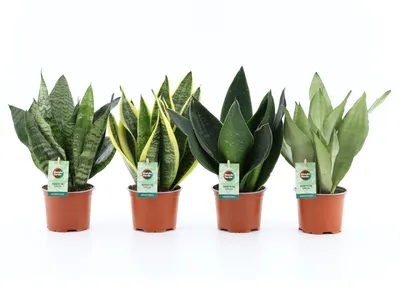 Produktbild von Sansevieria Bogenhanf Pflanzen 4er Set, 12 cm Topf, ca. 35 cm hoch