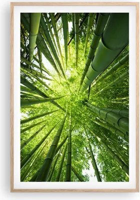Produktbild von Gerahmtes Poster - Rahmen in heller Eiche - Bambus Dschungel Grün - 61x91,5 cm - Wand Bild - Wanddeko - Wandbilder - Wandposter - Bilderrahmen - Bilder - Kunstdruck - Wandbild - P2NPA61x91-4235