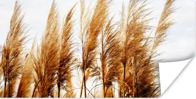 Produktbild von MuchoWow® Poster Pampasgras - Sonne - Gras 40x20 cm - Poster für die Wand - Poster Schlafzimmer
