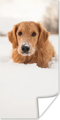 Produktbild von MuchoWow® Poster Hund - Schnee - Winter 60x120 cm - Wandschmuck