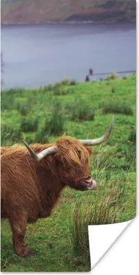 Produktbild von MuchoWow® Poster Schottische Highlander - Gras - Wasser - Tiere 60x120 cm - Wandschmuck