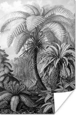 Produktbild von MuchoWow® Poster Pflanzen - Schwarz und weiß - Design - Illustration - Botanisch 80x120 cm - Papierdruck