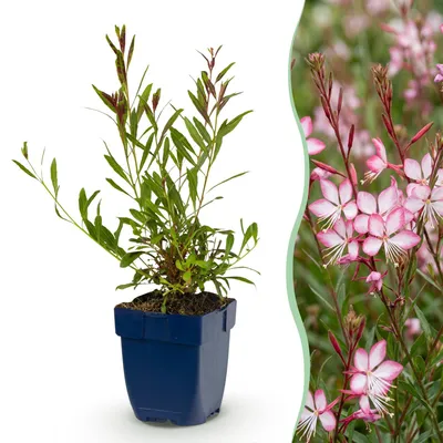 Image de Green boutiQ - Vasteplant - Gaura lindheimeri. Rosyjane - Prachtkaars - Attire les abeilles et les papillons - Rose - 24 plants - Pot de 11 cm - Hauteur : 15-25 cm