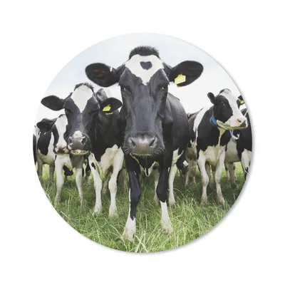 Produktbild von MuchoWow® Mauspad Mousepad Kühe - Gras - Frühling - Tiere - Wiese - Bauernhof 30x30 cm - Mousepads - Maus Mat - Pad - Mausunterlage - Tischunterlage - Schreibtischmatten