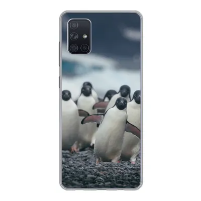 Produktbild von MuchoWow® Handyhülle Schutzhülle Hülle für Samsung Galaxy A71 Adeliepinguine am Strand Silikon Softcase Handy Hülle - Kartenbesitzer