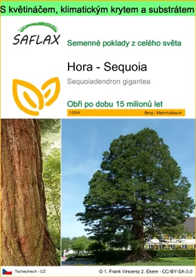 Obrázek produktu pro SAFLAX Garden to go - Hora - Sequoia - Sequoiadendron gigantea - 50 Semena - S květináčem, klimatickou poklicí a pěstebním substrátem