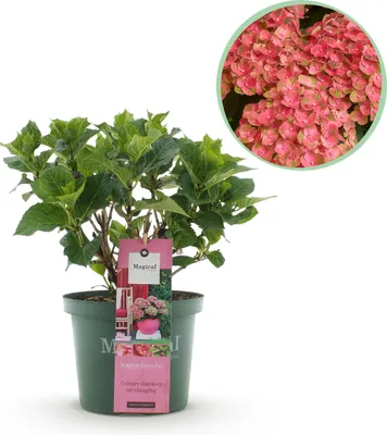 Produktbild von Hortensie - Hortensie Magical Green Fire - Rosa Grün - 6-10 Blüten - Terrassenpflanze - 40-55cm - Ø23cm - Gartenpflanze