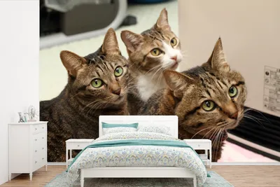 Produktbild von MuchoWow® Fototapete für Wohnzimmer oder Schlafzimmer Wandtapete Vinyl Motivtapete Katze - Braun - 420x280 cm - Zimmer für Kinder