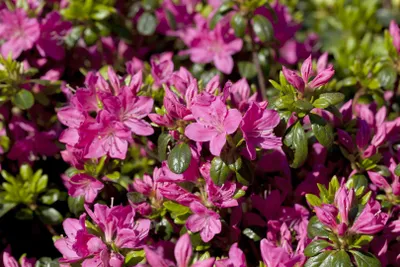 Produktbild von Rhododendron obtusum 'Kermesina Rose', Azalee, rosa, 15–20 cm