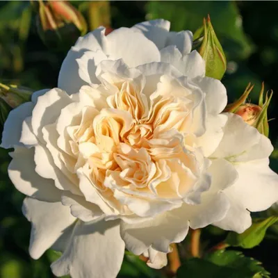Produktbild von Rosa - Kordes Beetrose - Rosa 'Petticoat'®