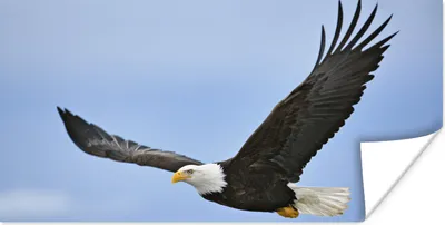 Produktbild von MuchoWow® Poster Ein fliegender Weißkopfseeadler 150x75 cm - ohne Rahmen