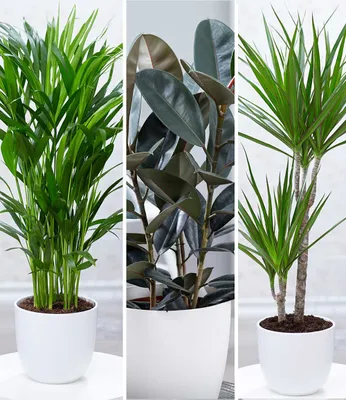 Produktbild von BALDUR Garten Zimmerpflanzen-Mix "XXL", 3 Pflanzen, 1 Pflanze, Areca Palme, 1 Pflanze, Gummibaum Abidjan und 1 Pflanze, Dracena Marginata, mehrjährig - frostfrei halten