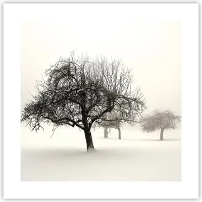 Produktbild von Poster - Poster ohne Rahmen - Bäume Schnee Nebel - 40x40 cm - Wand Bild - Wanddeko - Wandbilder - Kunstposter - Wandposter - Bilder - Kunstdruck - Wanddekoration - Wandbild - P2XAC40x40-4136