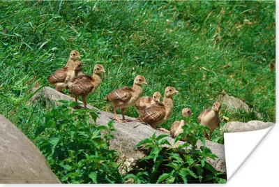 Produktbild von MuchoWow® Poster Pfau - Vögel - Gras 90x60 cm - Schlafzimmer