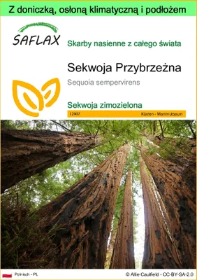 Zdjęcie produktu dla SAFLAX - Garden to go - Sekwoja Przybrzeżna - 50 Nasiona - Z doniczką, pokrywą klimatyczną i podłożem do uprawy - Sequoia sempervirens