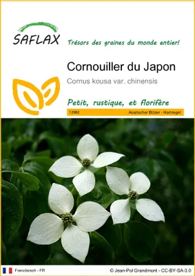 Image de SAFLAX - Cornouiller du Japon - 30 graines - Cornus