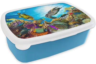 Produktbild von KitchenYeah® Lunchbox Brotzeit Brotdose 17x11 cm Schildkröte - Meer - Koralle Kinder Brotzeitdose - Lunch - Kunststoff  - Brotbüchse - Sandwichbox - Lunchbox für Kinder