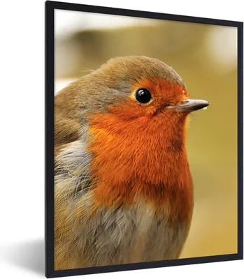 Produktbild von MuchoWow® Gerahmtes Poster Vogel - Rotkehlchen - Porträt 60x80 cm - Poster mit Schwarzem Bilderrahmen Wandposter Rahmen Foto Bilder - Premium - Wanddeko Wohnzimmer