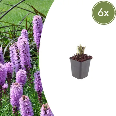 Zdjęcie produktu dla Liatris spicata | 6 sztuk - 10-25cm - Ø9cm - Roślina ogrodowa