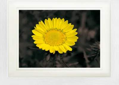 Obrázok produktu pre Kvetiny v rámčeku s elegantným paspartou | Obrazy na stenu | V rámčeku - Blütenzauber, Goldblume (30 x 40 cm)