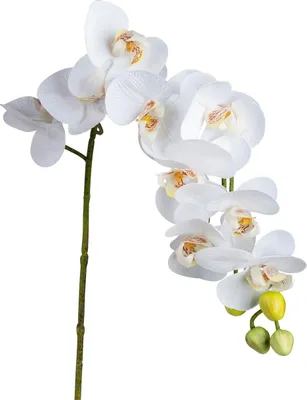 Produktbild von Orchideenzweig 80 cm Weiß formano
