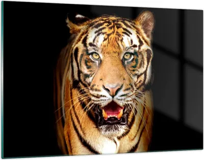 Produktbild von Bilder auf glas - tiger tier - 120x80cm - Glasbilder - Wandbilder - Bilder - Kunstdruck - zum Aufhängen bereit - Wanddekoration aus Glas - Glas Bilder - Wandbild auf Glas - Einteilig - GAA120x80-4103