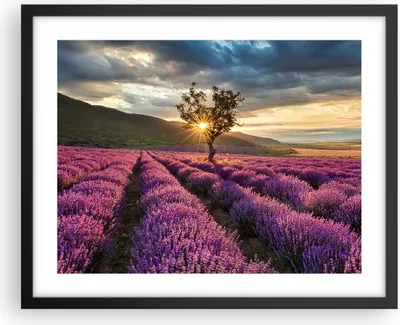 Produktbild von Gerahmtes Poster - Schwarzer Rahmen - Lavendel Berge Feld - 50x40 cm - Wand Bild - Wanddeko - Wandbilder - Kunstposter - Wandposter - Bilderrahmen - Bilder - Kunstdruck - Wandbild - P2BAA50x40-3645