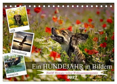 Produktbild von Ein Hundejahr in Bildern (Tischkalender 2027 DIN A5 quer), CALVENDO Monatskalender