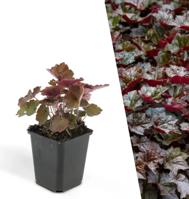 Produktbild von Plants by Frank | 48 Purpurglöckchen Pflanzen | Heuchera Micrantha 'Palace Purple' | Bodendecker | Winterhart | Mehrjährig | Blütenstauden | Blattschmuckstaude | Wintergrün | Gartenpflanzen