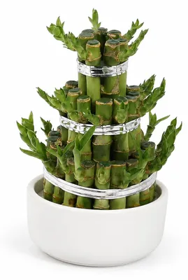 Produktbild von Lucky Bamboo - modernes Arrangement in runder Schale - 3 Ebenen - weiss - 10cm Durchmesser - 15cm hoch