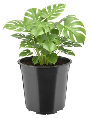 Image de Pot à fleurs rond en plastique - Trous de drainage - 24 x 22 cm - 7 litres