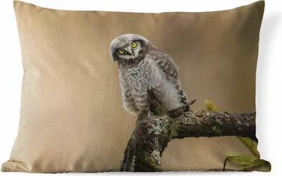 Produktbild von MuchoWow® Outdoor Kissen - Jungtiere - Sperberkauz - Zweig - 60x40 cm - Wetterfest - Lounge Kissen - Zierkissen - Kissen für Innenräume