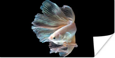 Produktbild von MuchoWow® Poster Fisch - Schwanz - Schwarz 40x20 cm - Poster für die Wand - Poster Schlafzimmer